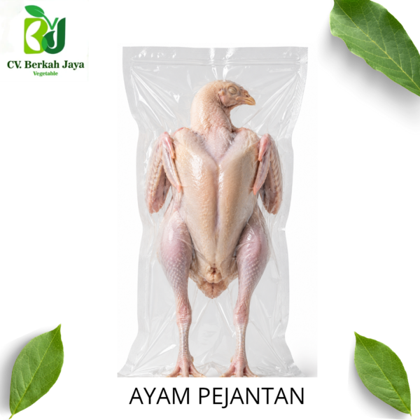 Ayam Pejantan