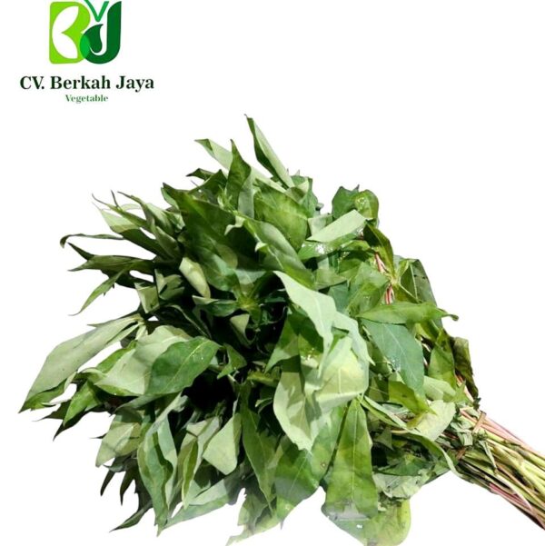 WhatsApp Image 2026-05-12 at 18.38.27 (1) Daun Singkong