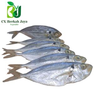 WhatsApp Image 2026-05-12 at 18.41.31 Ikan Asin Sellar