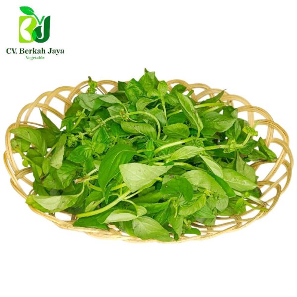 Daun Basil