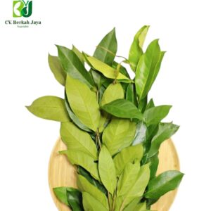 Daun Salam
