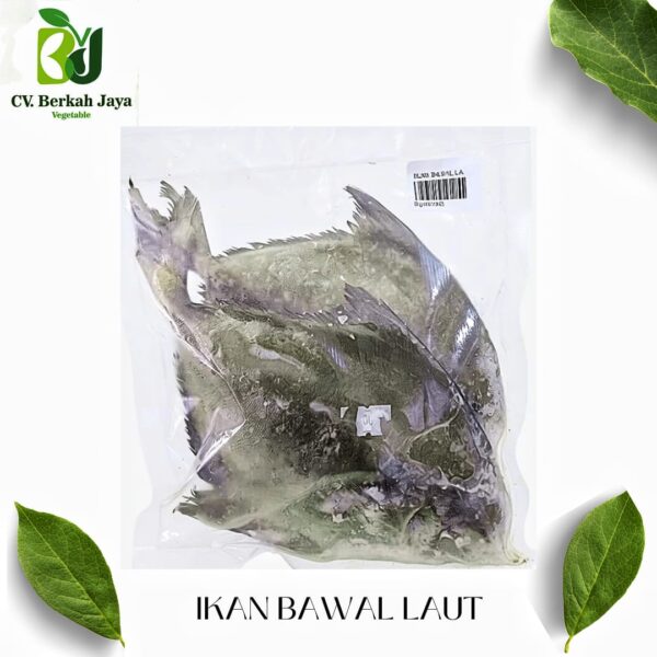 Bawal Laut